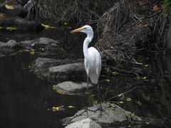 Ardea alba