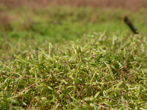 Microcarpaea minima iNat (3)
