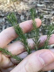 Melaleuca diosmatifolia