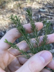 Melaleuca diosmatifolia