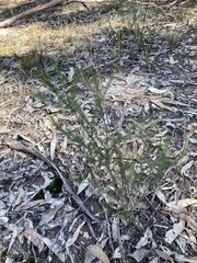 Melaleuca diosmatifolia