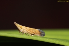 Lophopidae