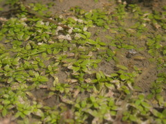 Elatine triandra