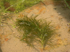 Najas graminea