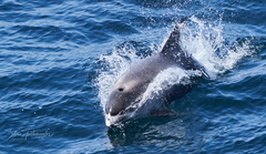 Lagenorhynchus albirostris