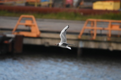 Chroicocephalus ridibundus