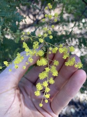 Acacia pubescens