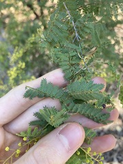 Acacia pubescens