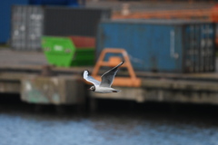 Chroicocephalus ridibundus