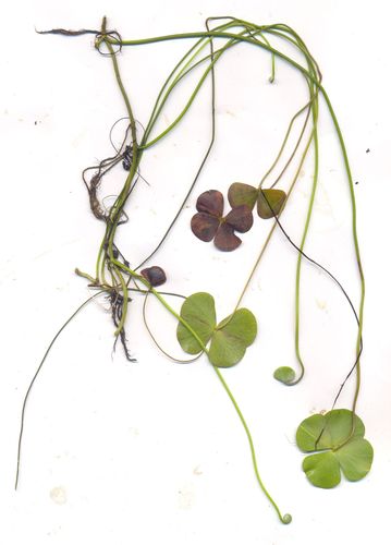 Chihuahuan waterclover (Marsilea mollis)