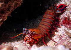 Odontodactylus scyllarus