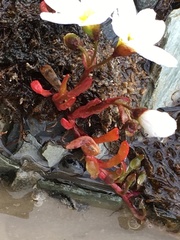 Montia bostockii