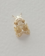 Schistophleps bipuncta