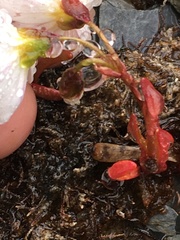 Montia bostockii