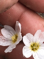 Montia bostockii