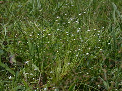 Eriocaulon buergerianum