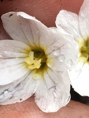 Montia bostockii