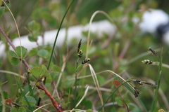 Carex rariflora