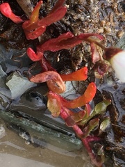 Montia bostockii