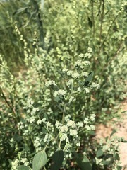 Chenopodium acuminatum
