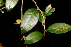 Cleistanthus cunninghamii