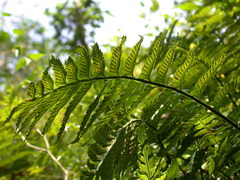 Asplenium wrightii