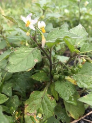 Solanum nigrum
