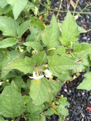 Solanum nigrum