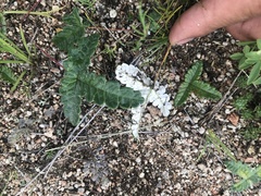Potentilla leucophylla