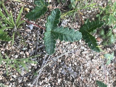 Potentilla leucophylla