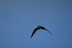 Sterna hirundo