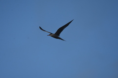 Sterna hirundo