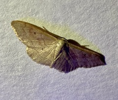 Idaea rubraria