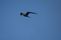Sterna hirundo