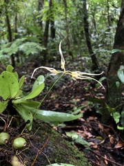 Bulbophyllum macraei