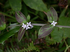 Exallage chrysotricha