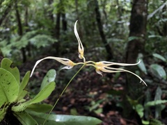 Bulbophyllum macraei
