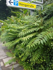Ailanthus altissima