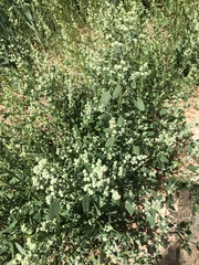 Chenopodium acuminatum