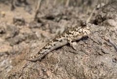 Periophthalmus variabilis