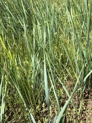 Leymus chinensis