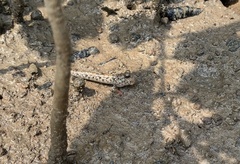 Periophthalmus variabilis