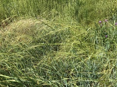 Stipa grandis