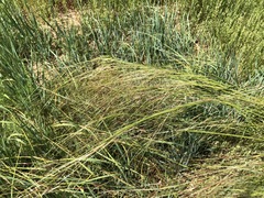 Stipa grandis