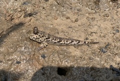 Periophthalmus variabilis