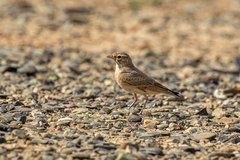 Ammomanes cinctura