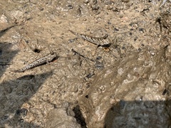 Periophthalmus variabilis