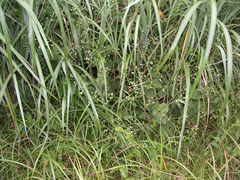 Adenostemma viscosum