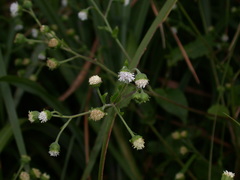Adenostemma viscosum