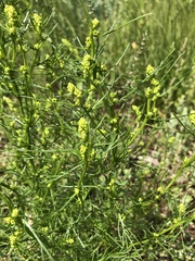Artemisia palustris